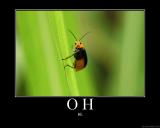 ohhi276r.jpg
